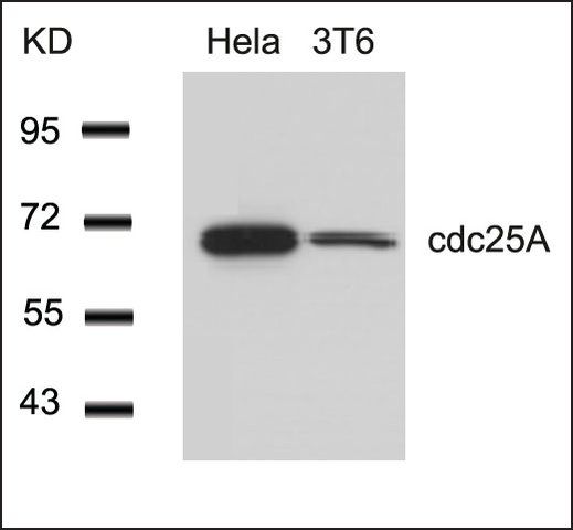 Anti-CDC25A (Ab-76) antibody produced in rabbit