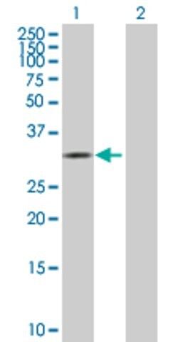 Anti-CDK10 antibody produced in mouse