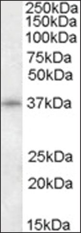 Anti-CDK10 (N-terminal) antibody produced in goat