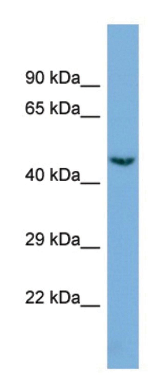 Anti-CDK19 (C-terminal) antibody produced in rabbit