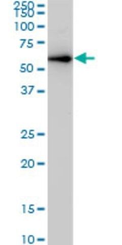 ANTI-CDK8 antibody produced in mouse