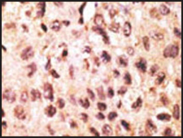 Anti-CCL19 (N-term) antibody produced in rabbit