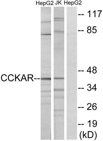 Anti-CCKAR antibody produced in rabbit