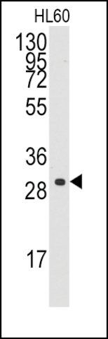 Anti-CCNC (C-term) antibody produced in rabbit