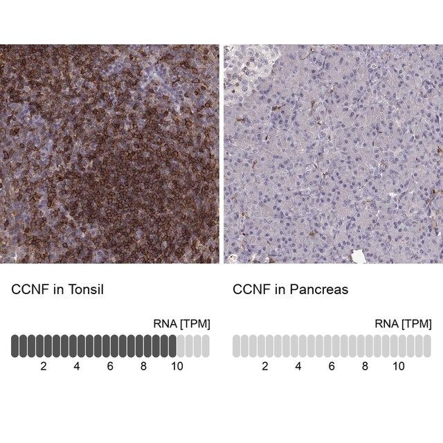 Anti-CCNF antibody produced in rabbit