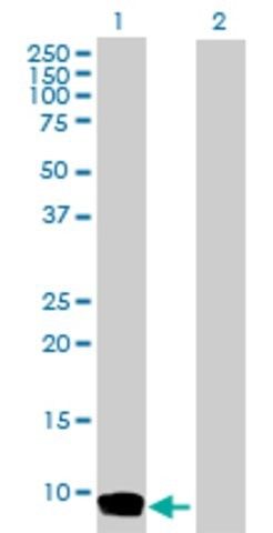 Anti-CCL26 antibody produced in rabbit