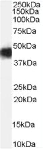 Anti-CCM2 antibody produced in goat