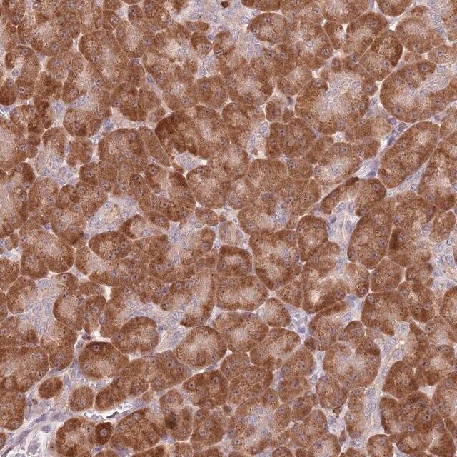 Anti-CCNJL antibody produced in rabbit