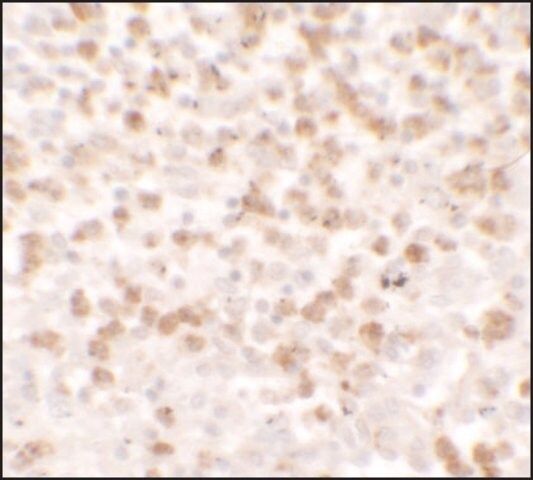 Anti-CCL17 antibody produced in rabbit