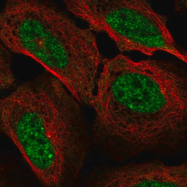 Anti-CCNA1 antibody produced in rabbit