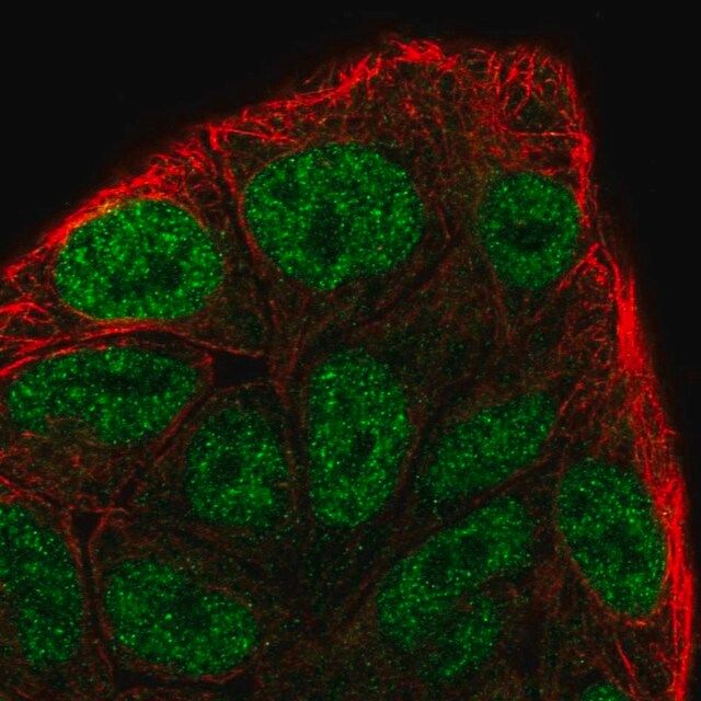 Anti-CCNC antibody produced in rabbit