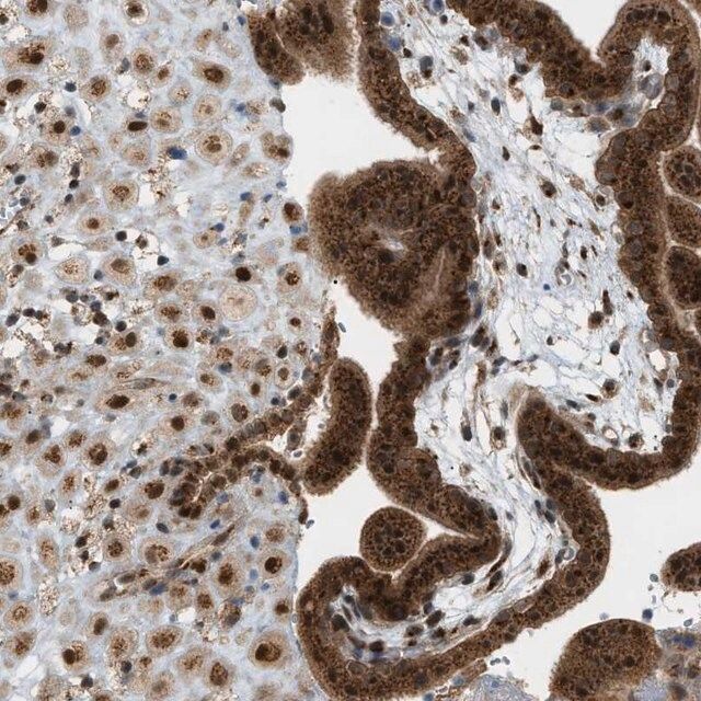 Anti-CCDC186 antibody produced in rabbit