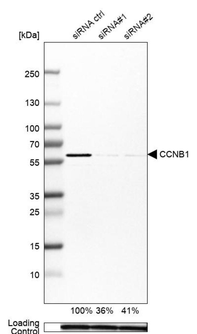 Anti-CCNB1 antibody produced in rabbit