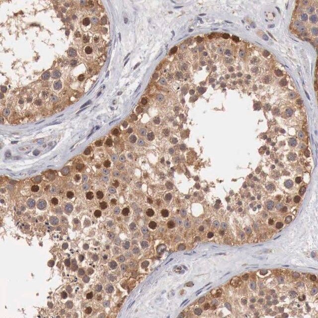 Anti-CCNB3 antibody produced in rabbit