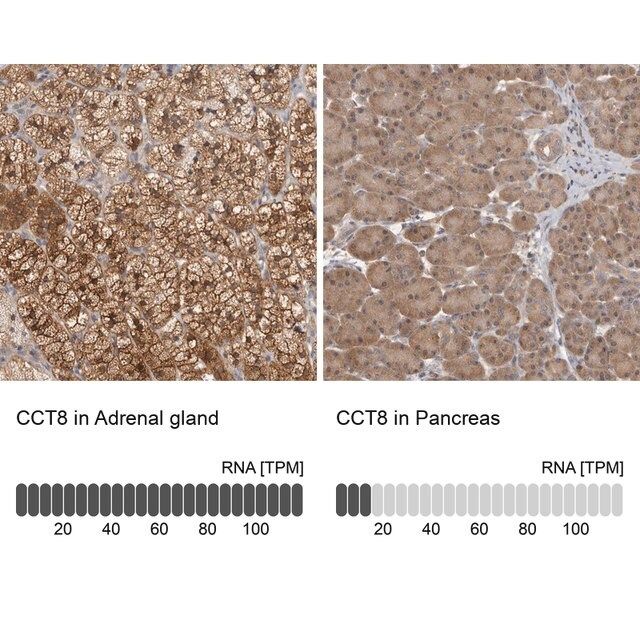 Anti-CCT8 antibody produced in rabbit