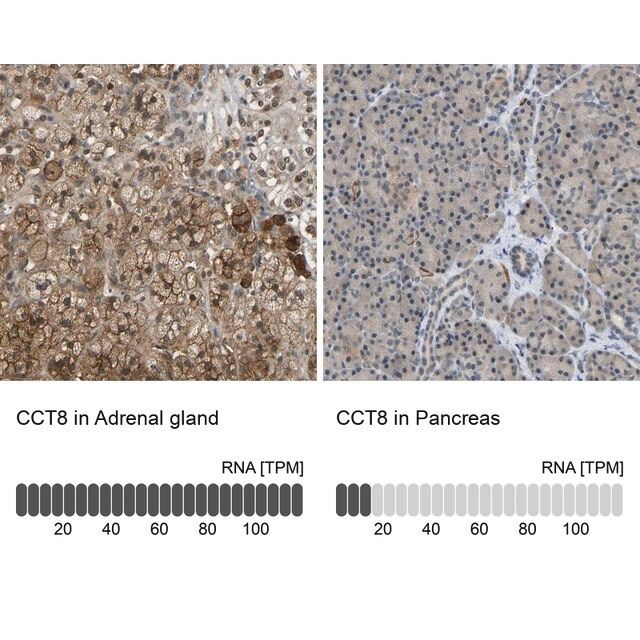 Anti-CCT8 antibody produced in rabbit