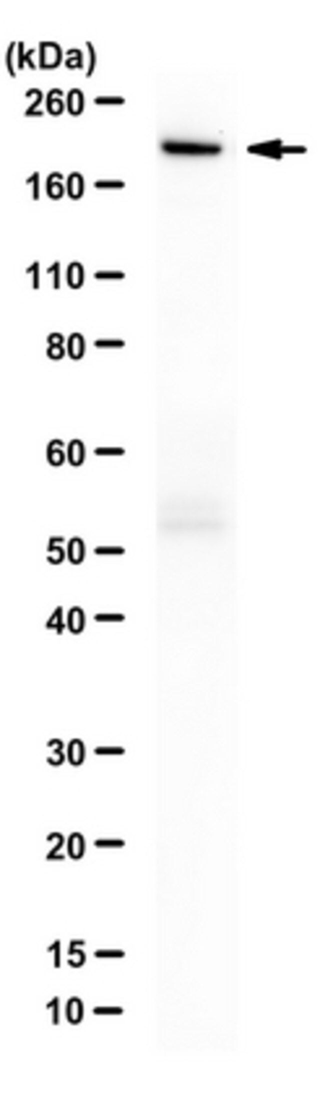 Anti-Cas9 Antibody, D10A/H840A Mutant