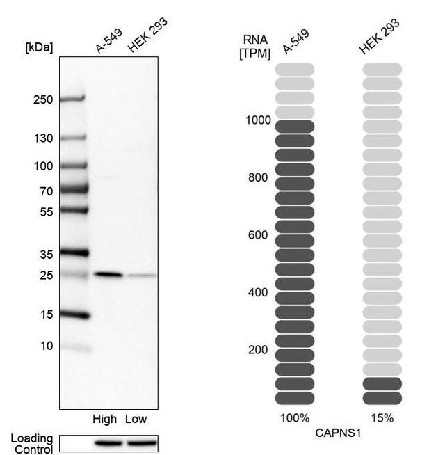 Anti-CAPNS1 antibody produced in rabbit