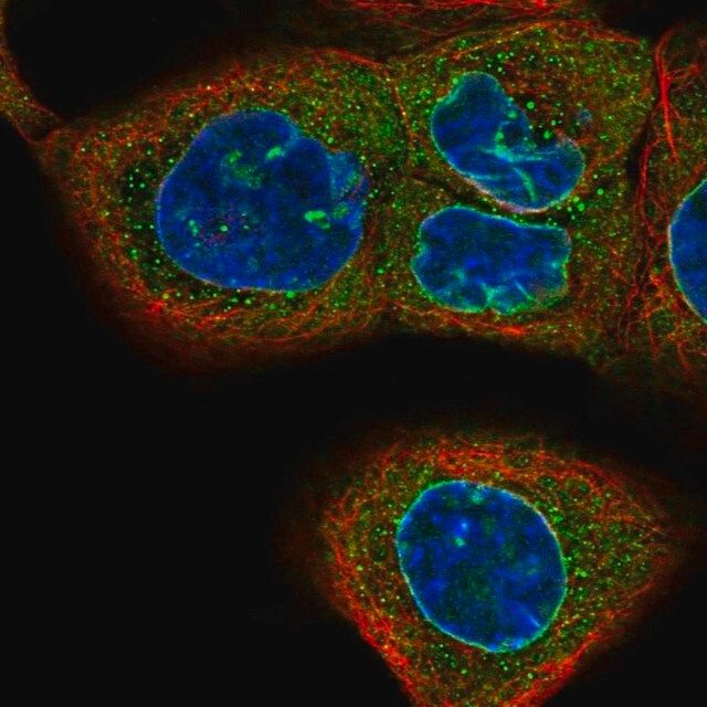 Anti-CASC3 antibody produced in rabbit