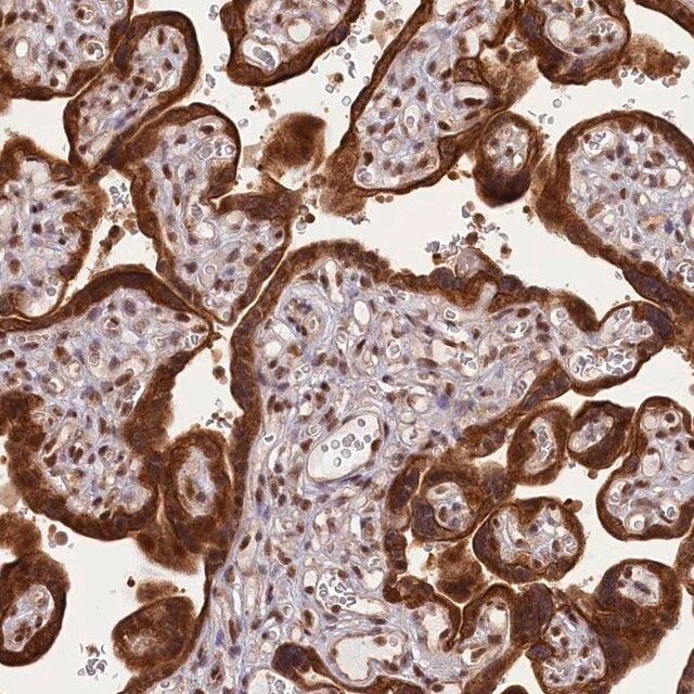 Anti-CARD8 antibody produced in rabbit