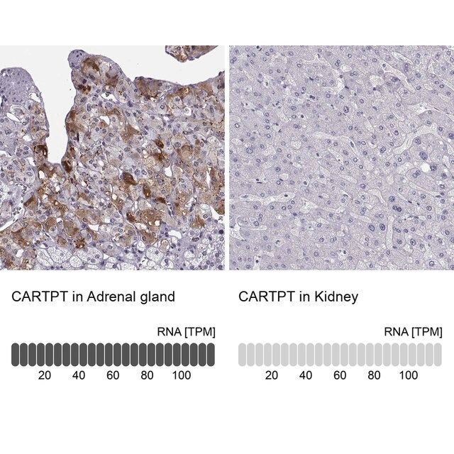 Anti-CARTPT antibody produced in rabbit