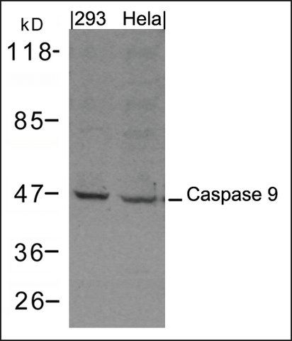 Anti-Caspase 9 antibody produced in rabbit