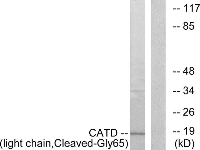 Anti-CATD (light chain, Cleaved-Gly<sup>65</sup>) antibody produced in rabbit