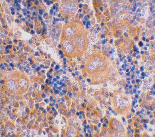 Anti-Caspase-4 antibody produced in rabbit