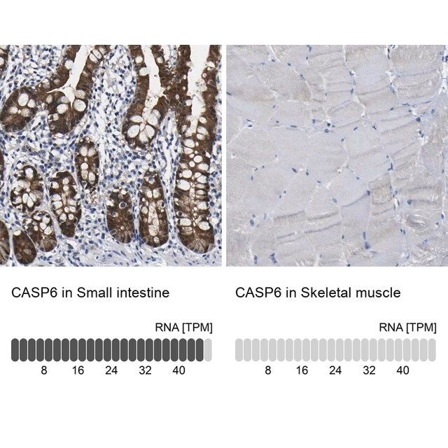 Anti-CASP6 antibody produced in rabbit