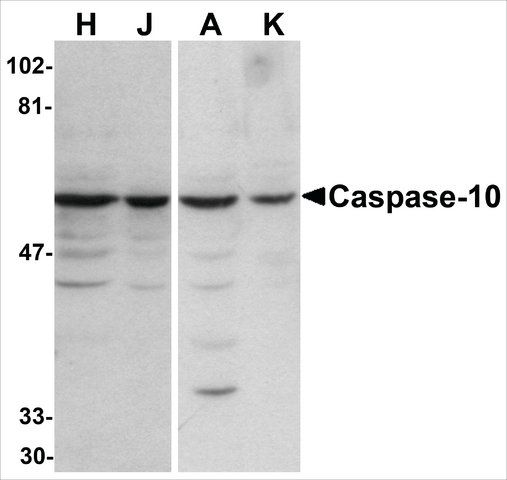 Anti-Caspase-10 antibody produced in rabbit