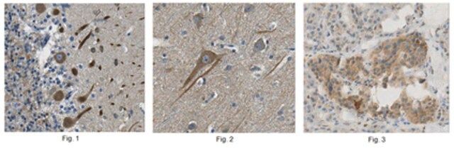 Anti-Cav1.2 alpha1c, clone 8F9.1 Antibody