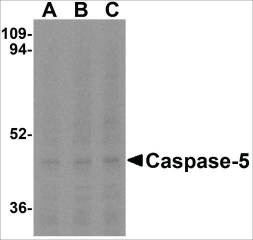 Anti-Caspase-5 (ab1) antibody produced in rabbit