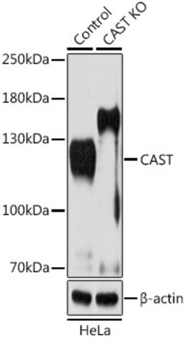 Anti-CAST antibody produced in rabbit