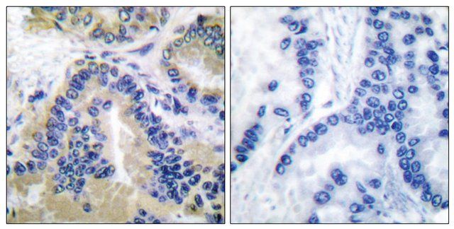 Anti-CASP10 antibody produced in rabbit