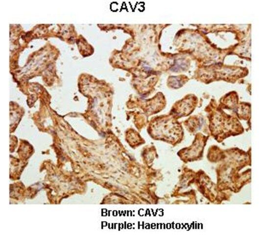 Anti-CAV3 antibody produced in rabbit