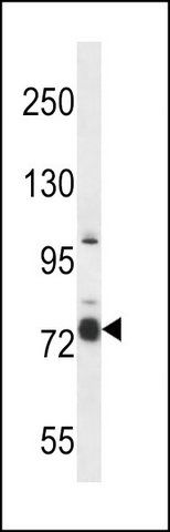 ANTI-CASS4 (C-TERM) antibody produced in rabbit