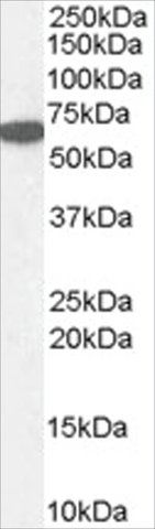 Anti-Catalase/CAT antibody produced in goat