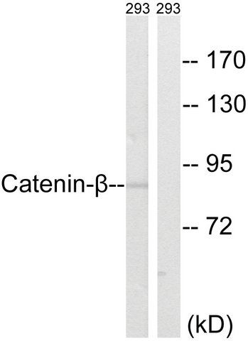 Anti-Catenin- antibody produced in rabbit