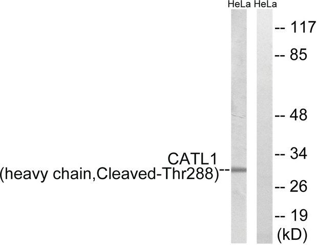 Anti-CATL1 (heavy chain, Cleaved-Thr<sup>288</sup>) antibody produced in rabbit