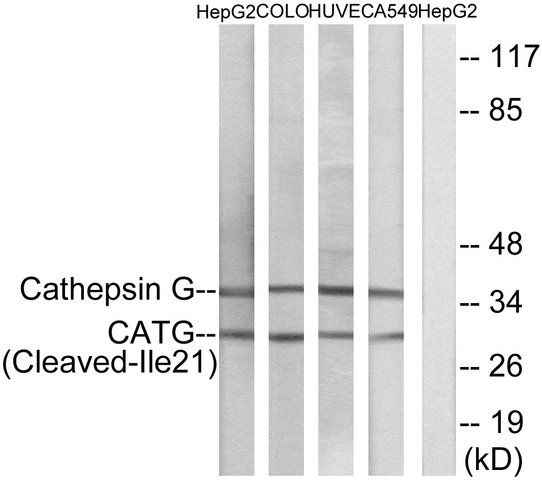 Anti-CATG (Cleaved-Ile<sup>21</sup>), N-Terminal antibody produced in rabbit