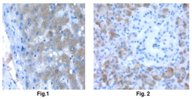 Anti-CBS Antibody, clone 9F3.2