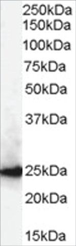 Anti-CBX1/HP1- antibody produced in goat