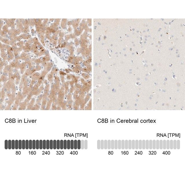 Anti-C8B antibody produced in rabbit