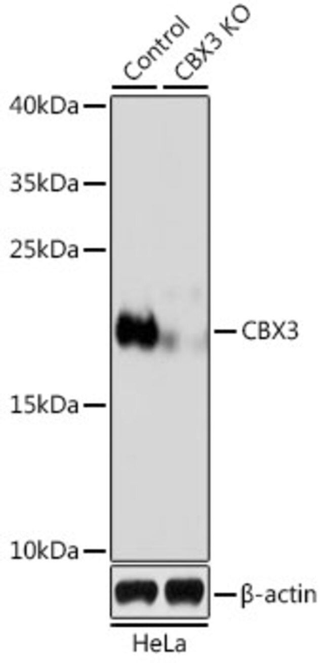 Anti-CBX3 antibody produced in rabbit