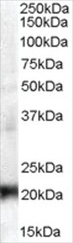 Anti-CBX3/HP1 antibody produced in goat