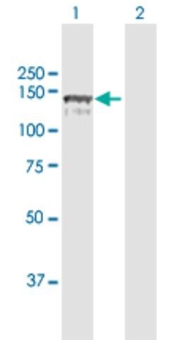 Anti-CC2D1A antibody produced in rabbit