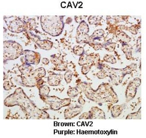 Anti-CAV2 antibody produced in rabbit