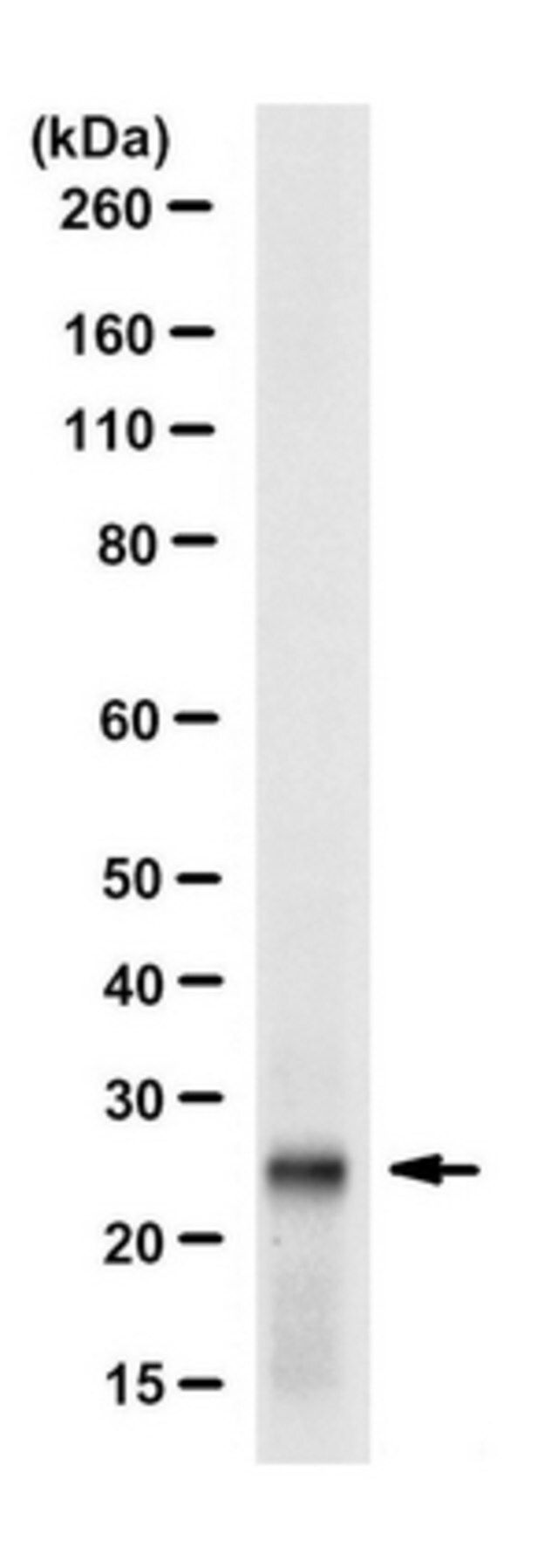 Anti-CBX1 (HP1 beta) Antibody, clone 5E9.1