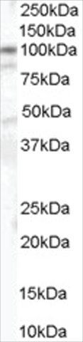 Anti-Catenin 1 antibody produced in goat