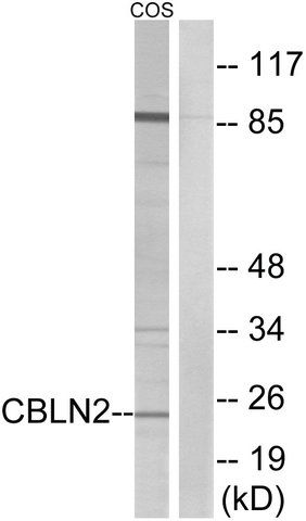 Anti-CBLN2 antibody produced in rabbit